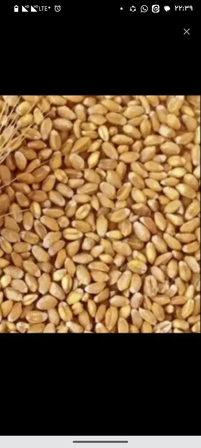 گندم فروشی|عمدهفروشی|ازنا, |دیوار