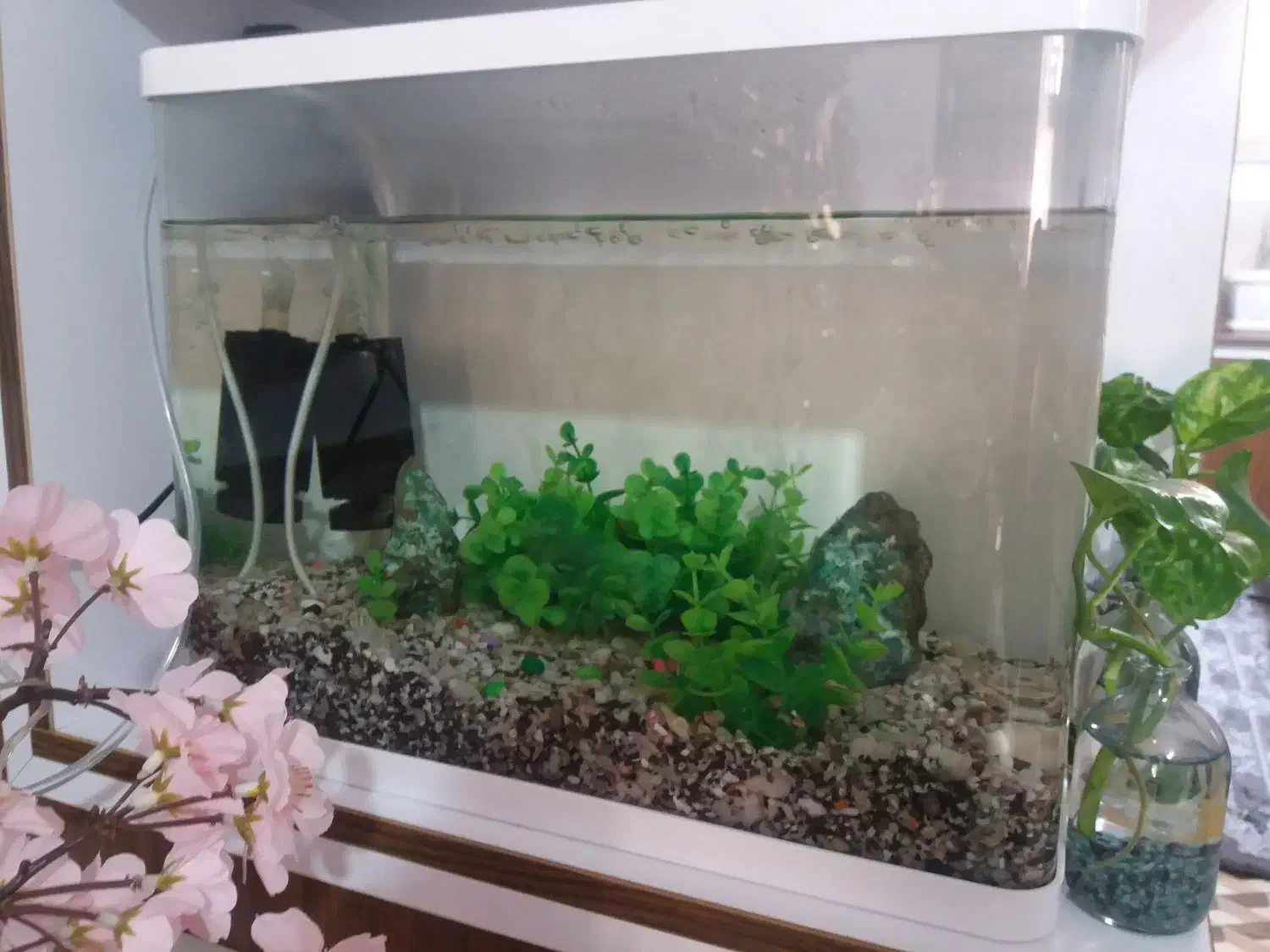 آکواریوم شیشیه خم درحدنو|ماهی|ابهر, |دیوار