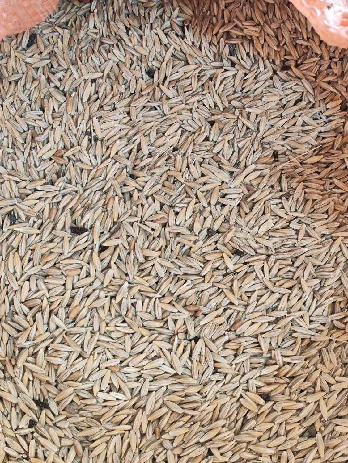 جو محلی بذری چاق بوجار شده|عمدهفروشی|کوهدشت, |دیوار