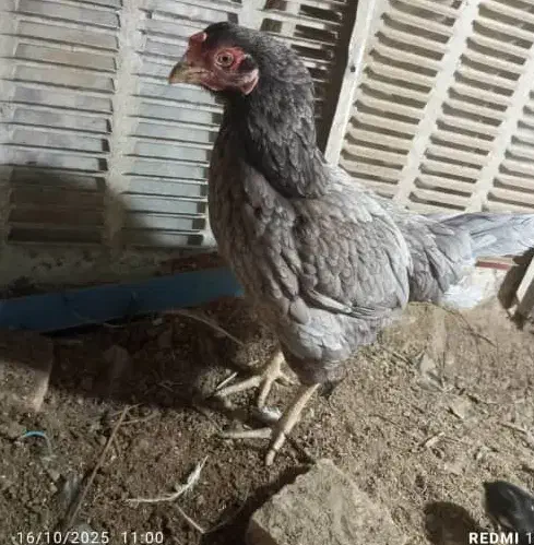 مرغ با 2عدد جوجه|حیوانات مزرعه|سراوان, |دیوار