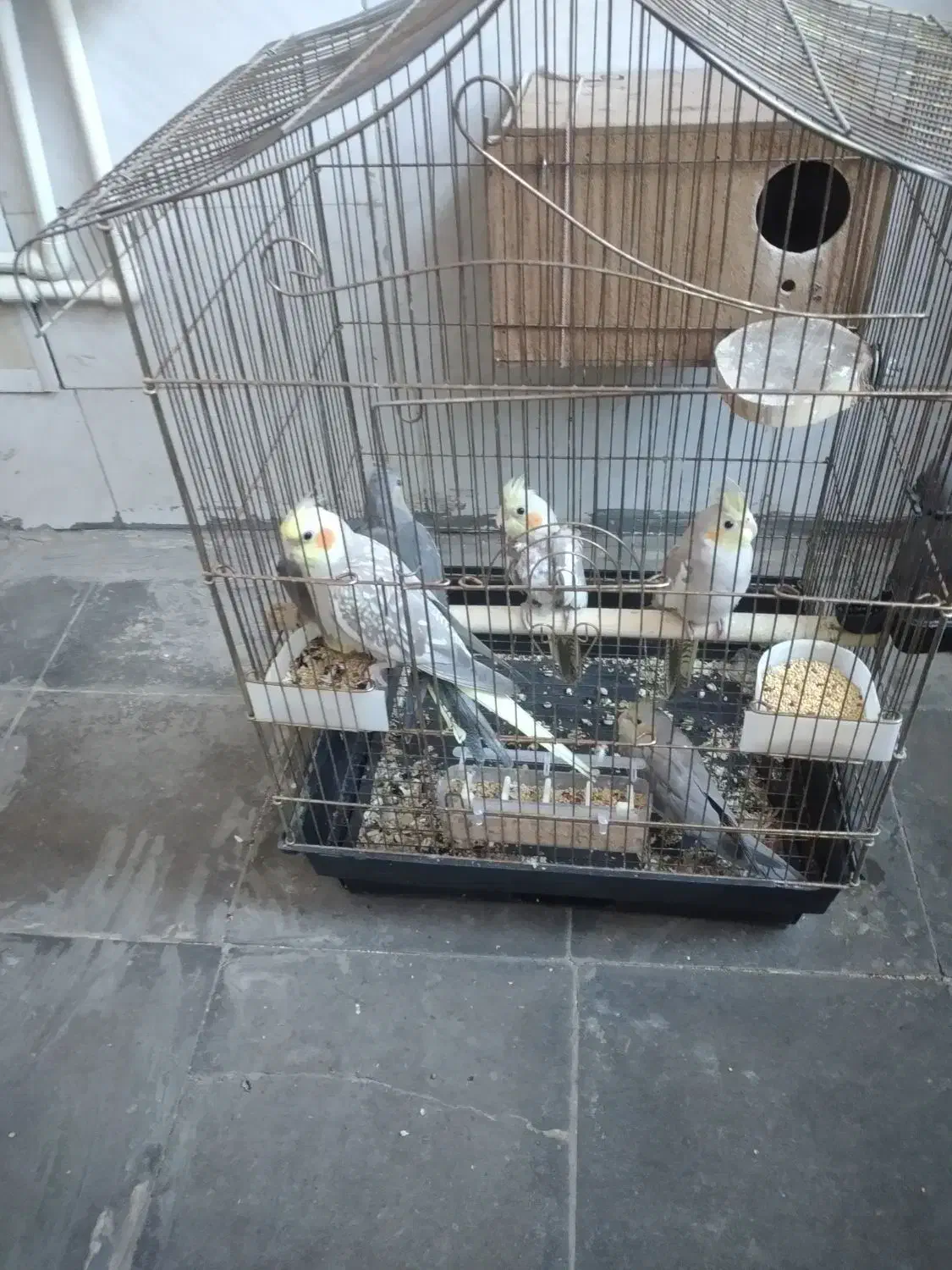 عروس هلندی مولد|پرنده|اردبیل, |دیوار