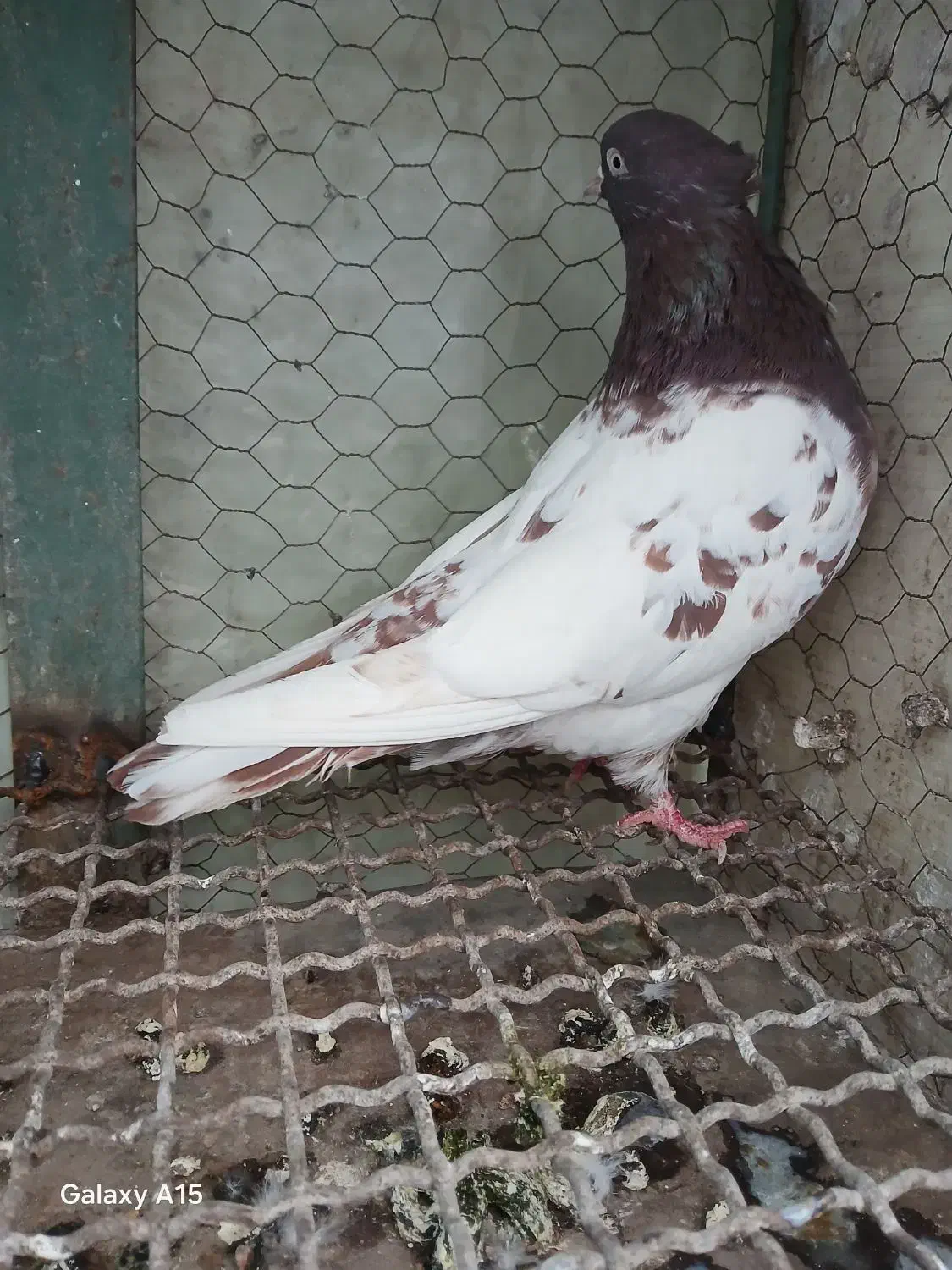 کله سینه|پرنده|مشهد, خرمشهر|دیوار