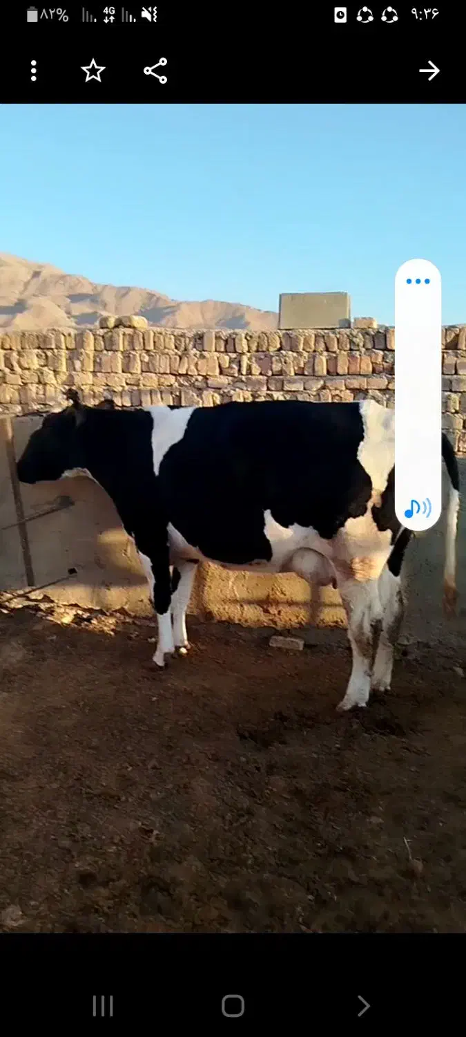 گاو چاق...|حیوانات مزرعه|کوهبنان, |دیوار