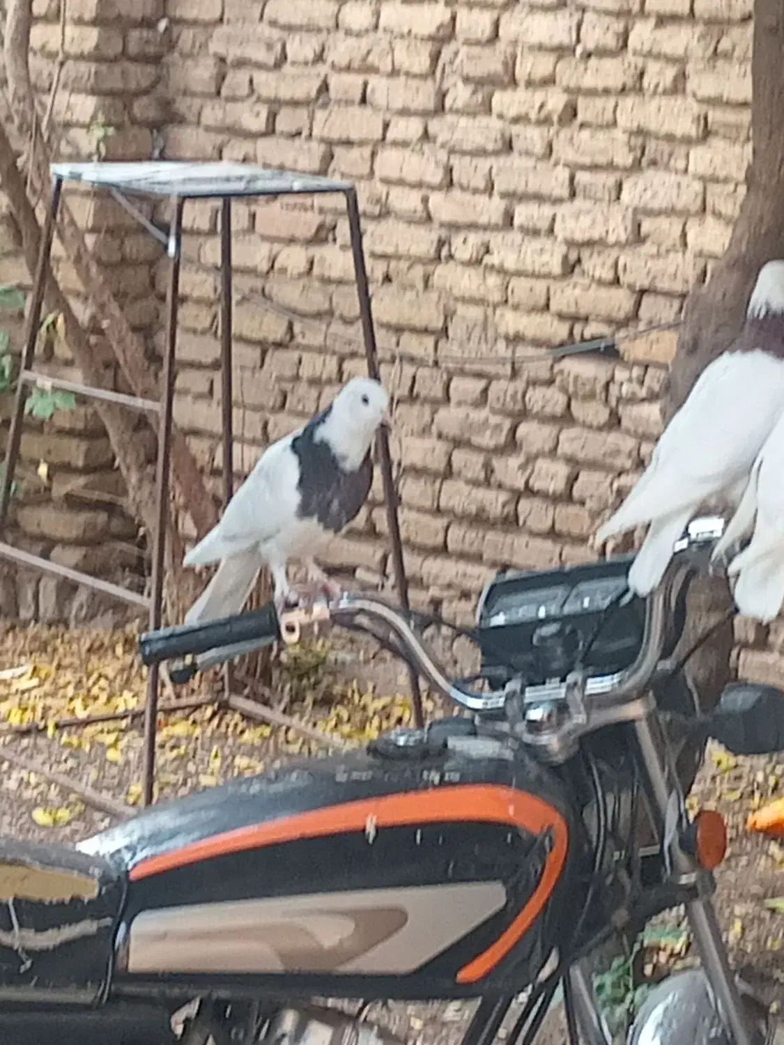 جوجه طوقی|پرنده|فاضل آباد, |دیوار