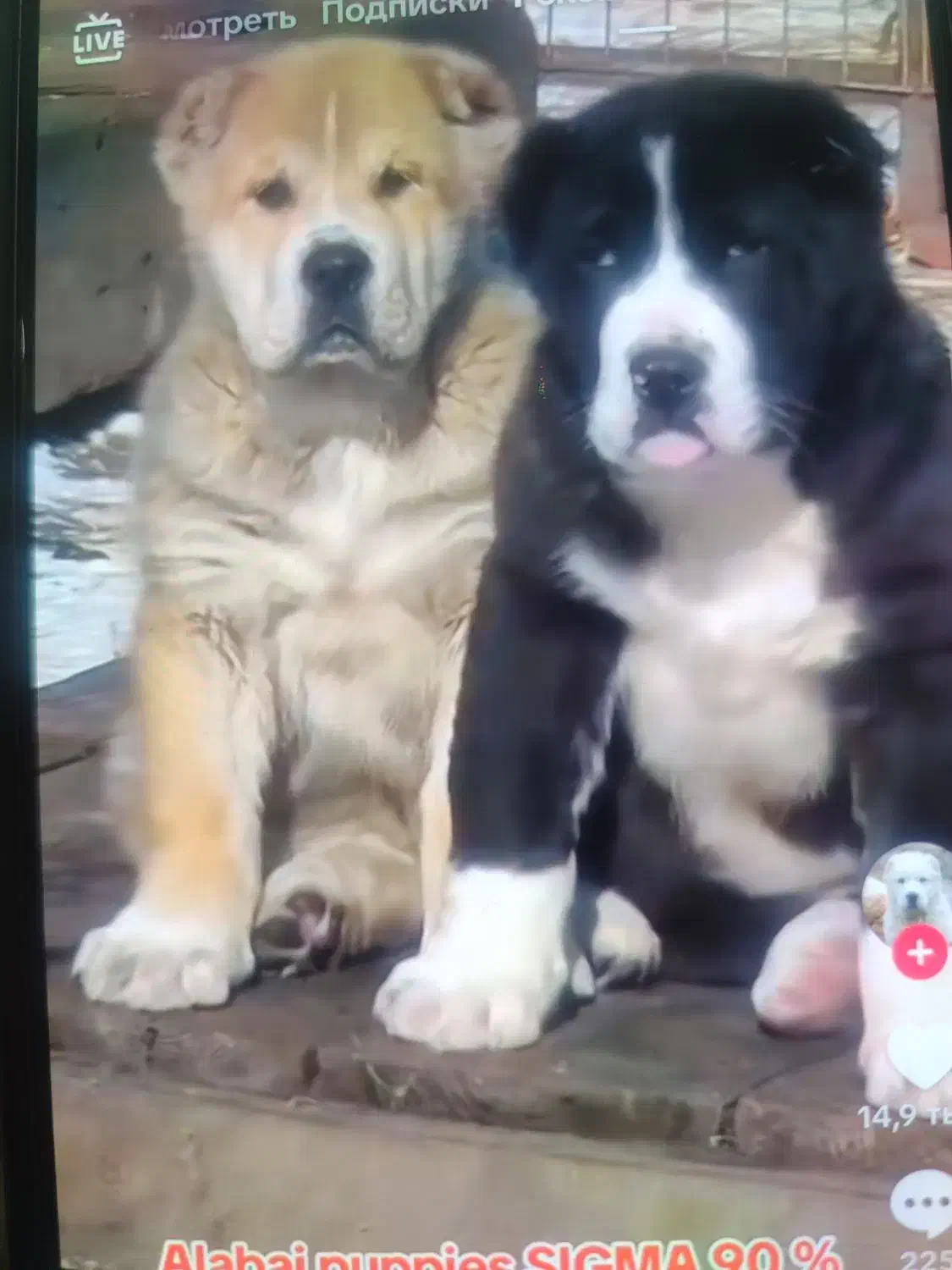 سگ الا بای ترکمنی اصل با مدارک کامل|سگ|تهران, خلیج فارس|دیوار