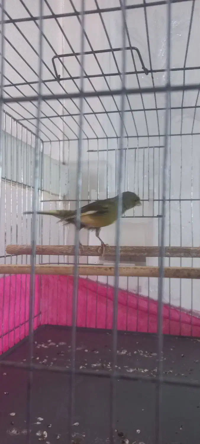 قناری نر|پرنده|قم, شهر قائم|دیوار