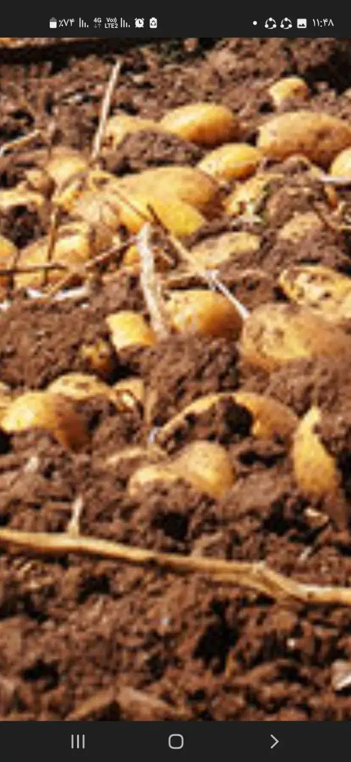 سیب زمینی فابولا مدل ۱۴۰۲|عمدهفروشی|الیگودرز, |دیوار