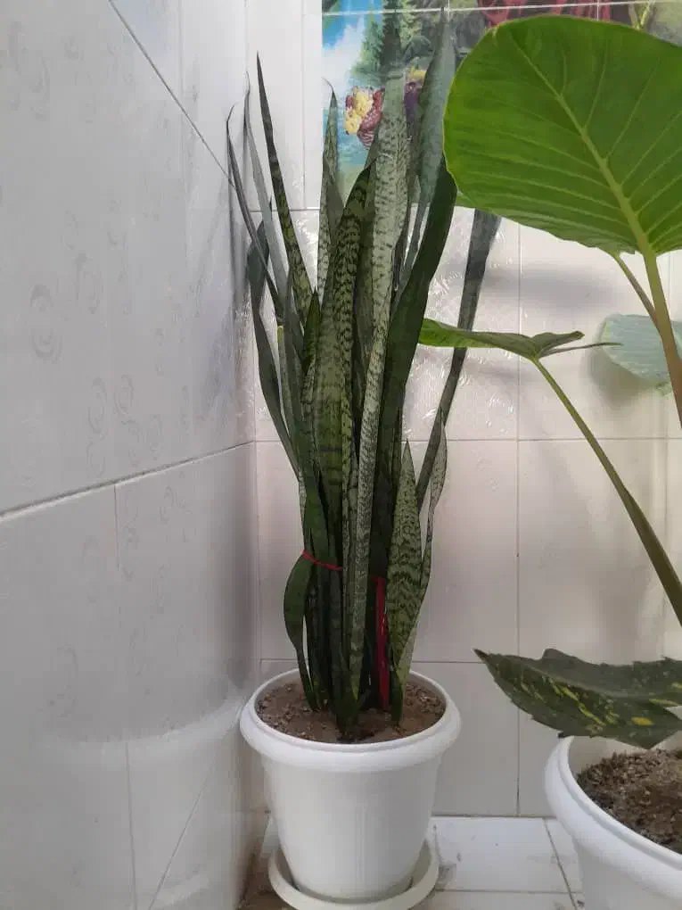 گل و  گیاه اپارتمانی|گل و گیاه طبیعی|اهر, |دیوار