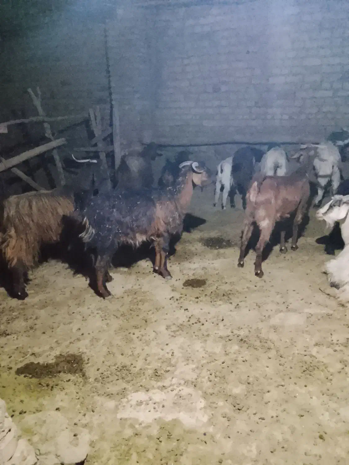 بز و بزغاله. مناسب . داشتی و نژاد دار .|حیوانات مزرعه|کوهدشت, |دیوار