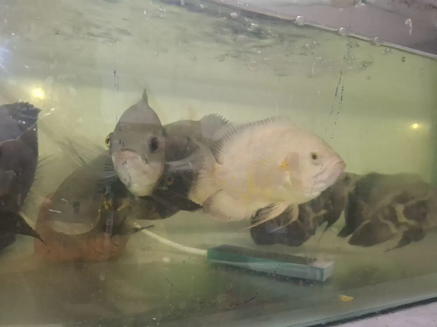 ماهی اسکار|ماهی|مشهد, امیرآباد|دیوار