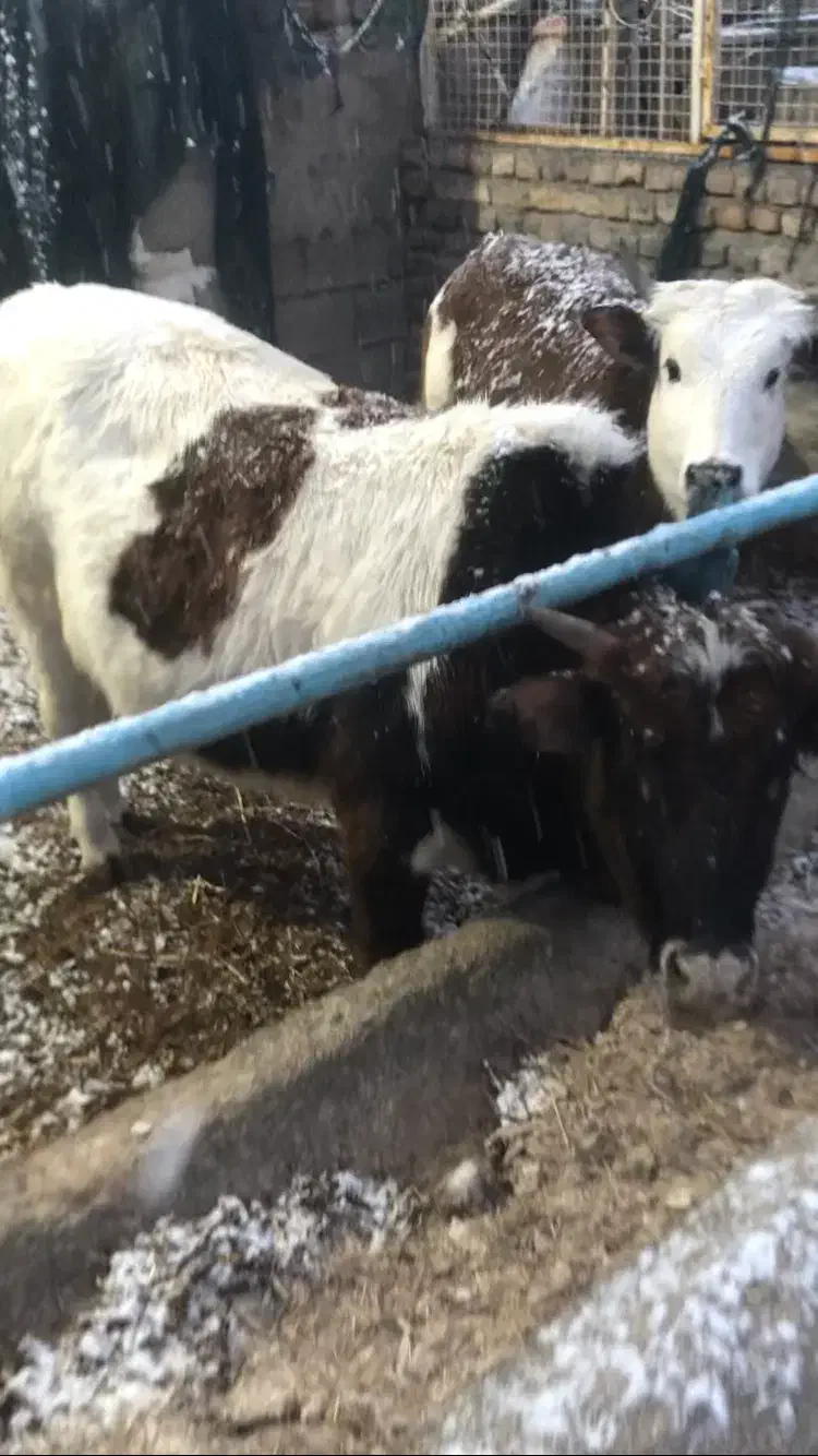 تلیسه چاق|حیوانات مزرعه|چمستان, |دیوار