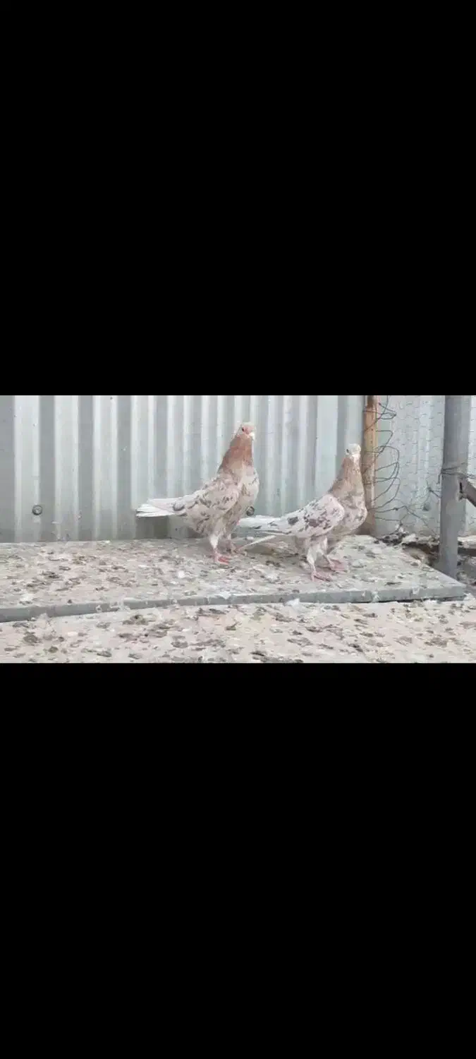 شخمی مایدوم|پرنده|همدان, |دیوار