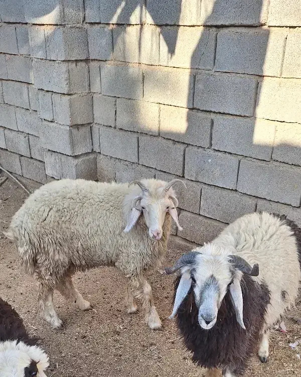 فروش بره نر چاق|حیوانات مزرعه|بندر ماهشهر, |دیوار