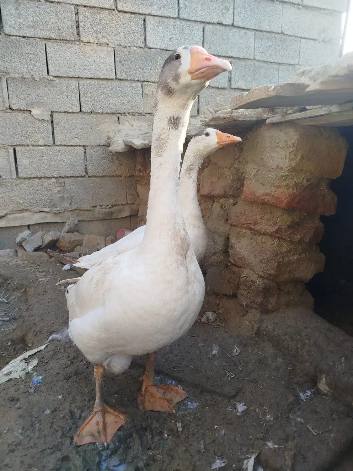 غاز|حیوانات مزرعه|گمیشان, |دیوار