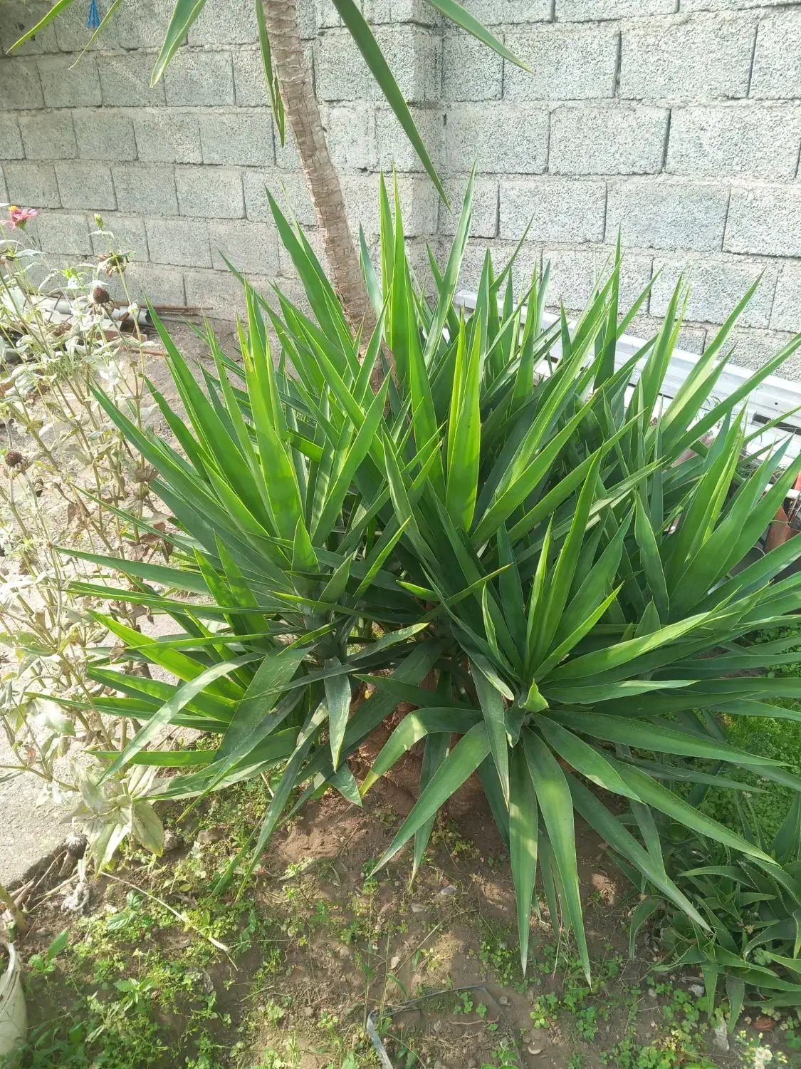 فروش درخت یوکا|گل و گیاه طبیعی|رودسر, |دیوار