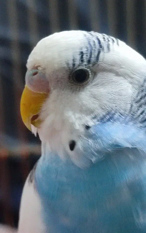 گمشده|پرنده|صحنه, |دیوار