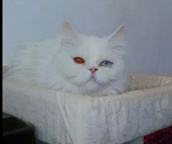 گربه پرشین ماده|گربه|درمیان, |دیوار