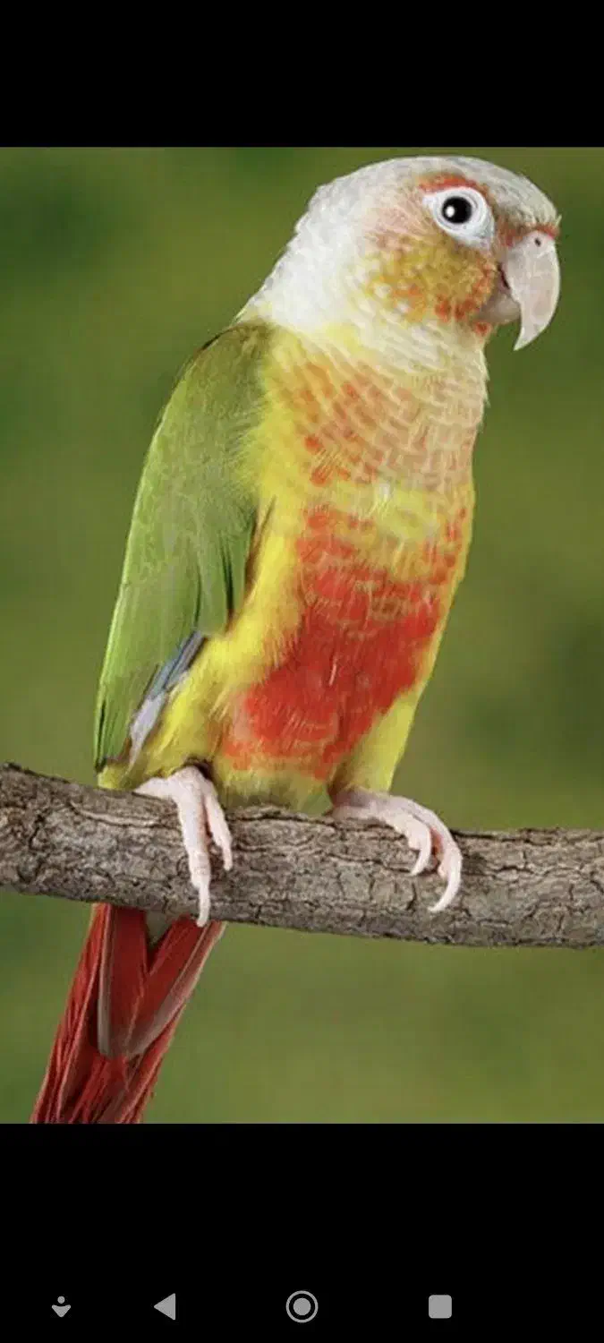 گرینچیک بسیار باادب و دستی|پرنده|شاهرود, |دیوار