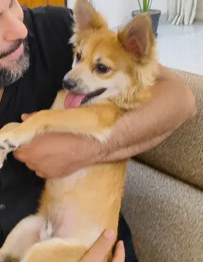 واگذاری رایگان به خانمها .جهت نگهداری نه فروش|سگ|خرم‌آباد, |دیوار