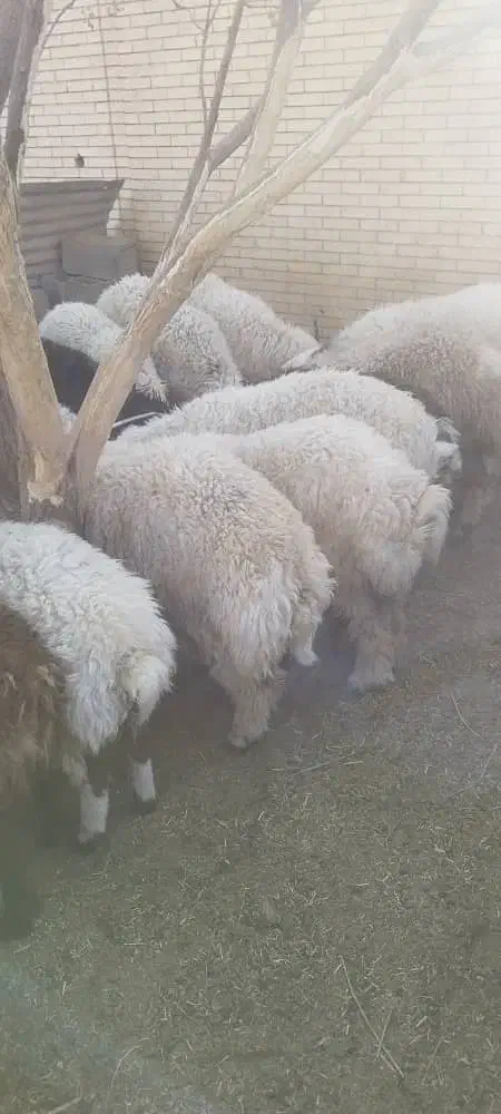 بره بومی پروار شده|حیوانات مزرعه|حمیدیا, |دیوار