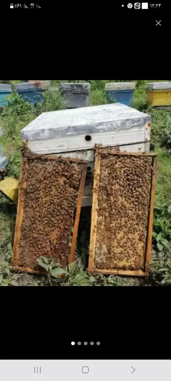 عسل بهاری ومحلی سبلان اردبیل|خوردنی و آشامیدنی|صفادشت, |دیوار