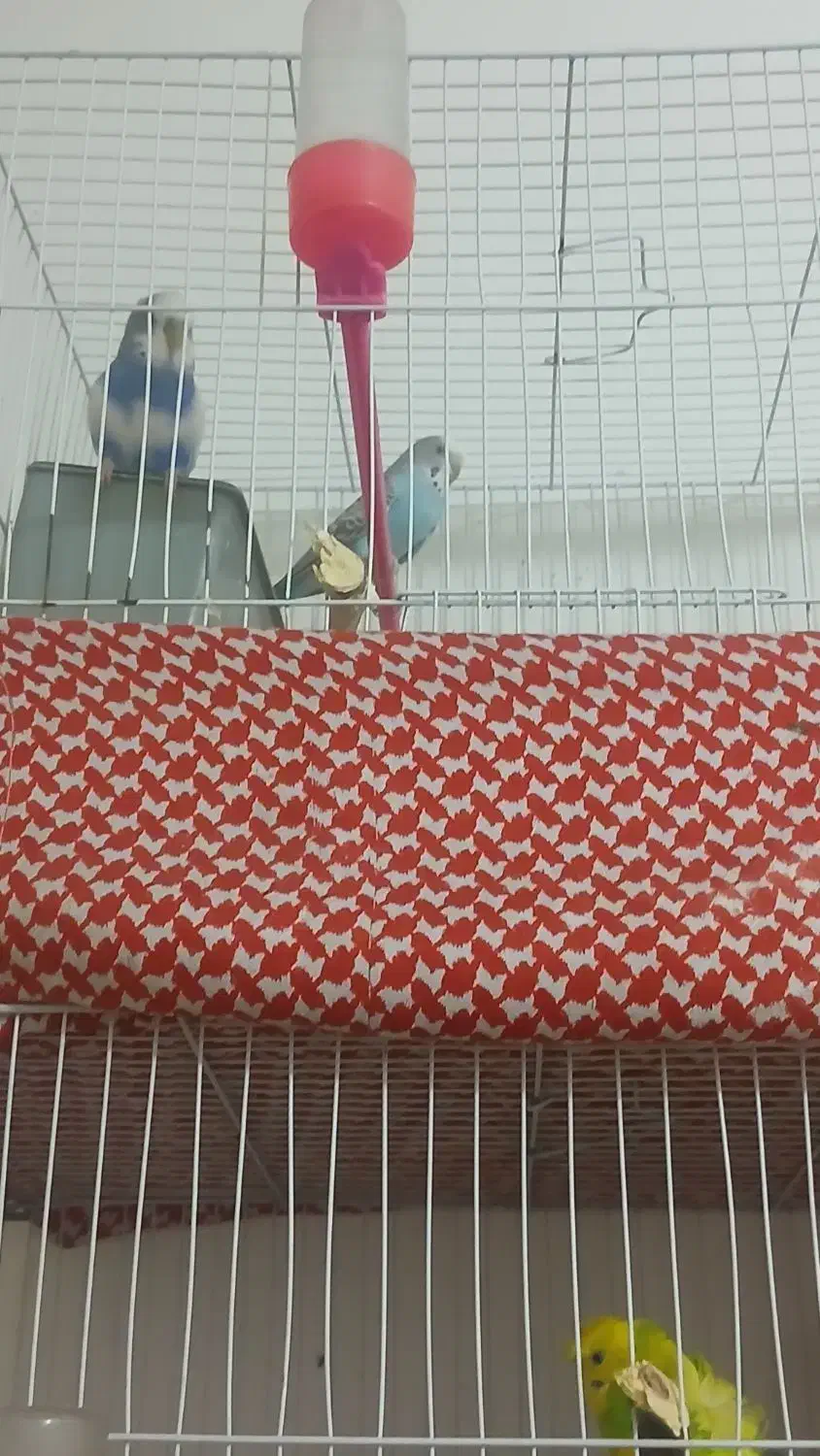 پرنده|پرنده|خواف, |دیوار