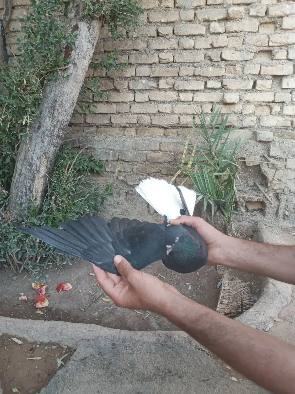 کبوتر|پرنده|کلاردشت, |دیوار