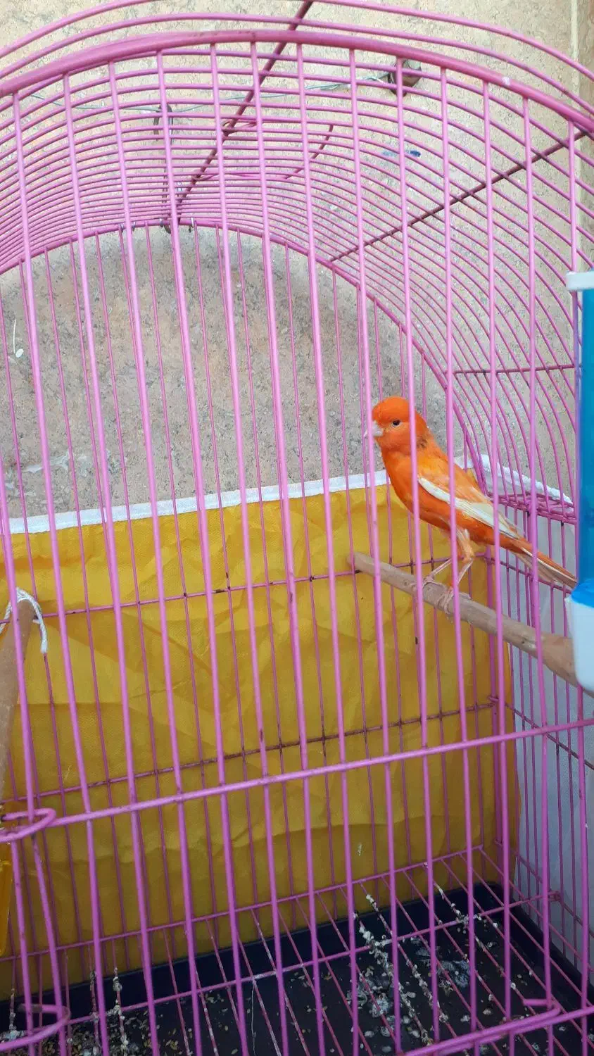 قناری نر مست همراه باقفس|پرنده|بندر ماهشهر, |دیوار