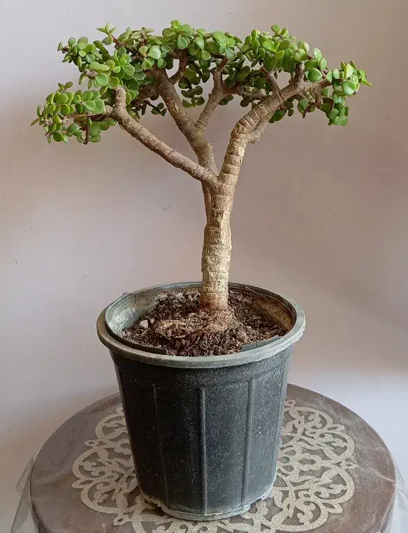 بنسای پرتلاکاریا|گل و گیاه طبیعی|کرمان, |دیوار