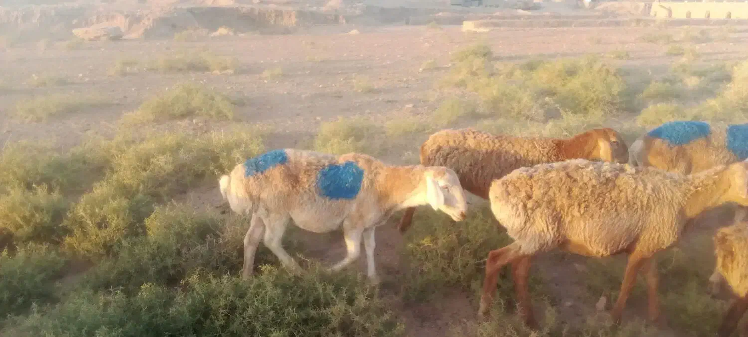 گوسفند جوان|حیوانات مزرعه|تربت جام, میان جام|دیوار