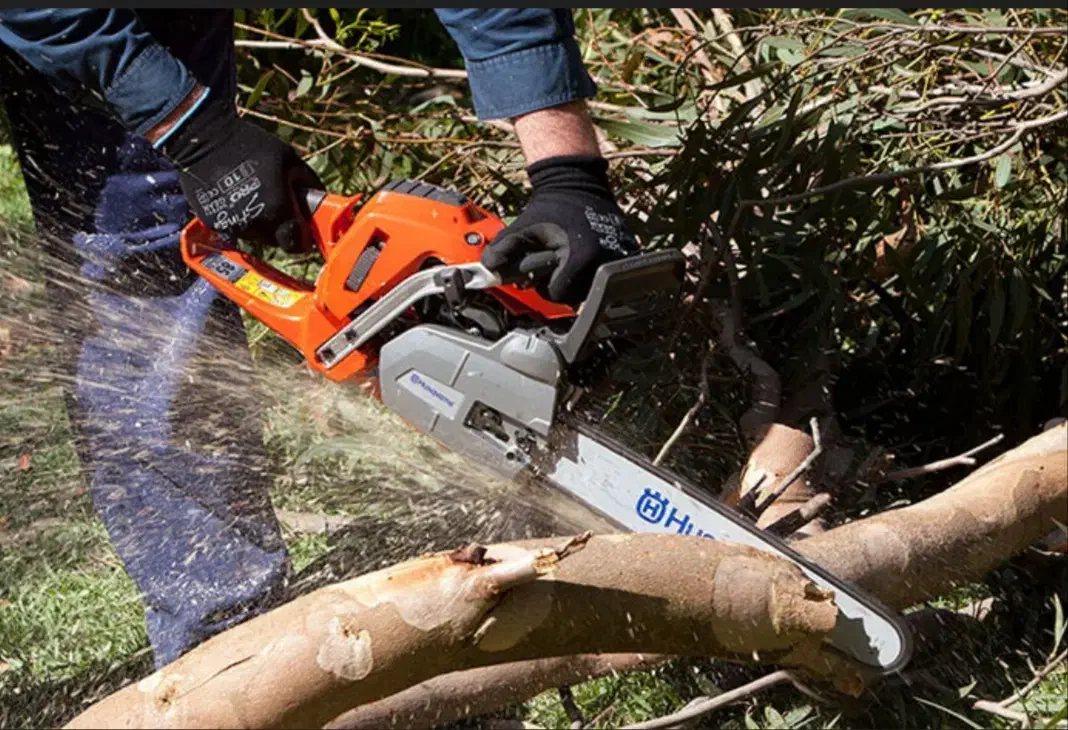 هرس انواع دخت و قطع انجام می دهیم|خدمات باغبانی و درختکاری|قشم, |دیوار