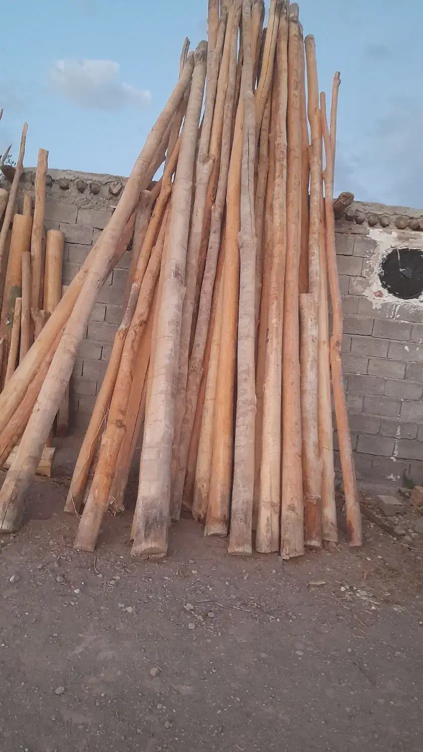 خریدار انواع چوب ساختمانی قلمه بیدودرختان میوه|خدمات باغبانی و درختکاری|میانه, |دیوار