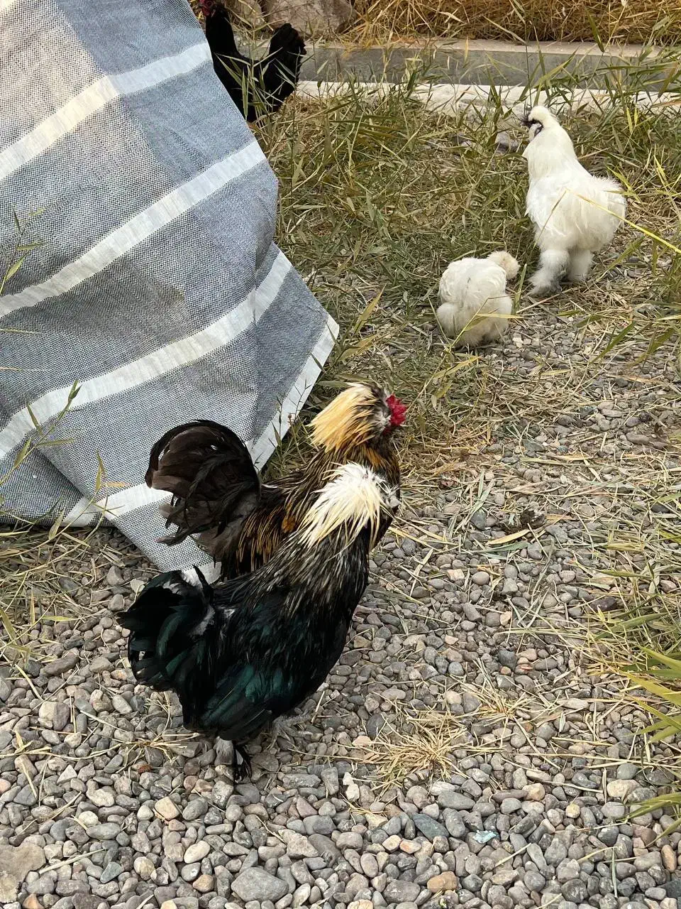 مرغ و خروس مینیاتوری|حیوانات مزرعه|میانه, |دیوار