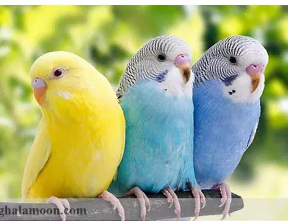 مرغ عشق|پرنده|فاضل آباد, |دیوار