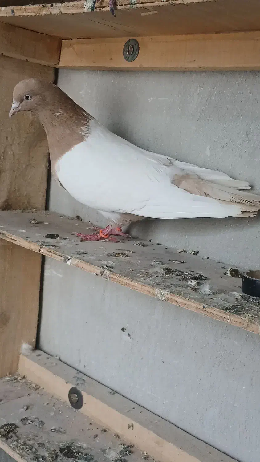 کبوتر|پرنده|اردبیل, |دیوار