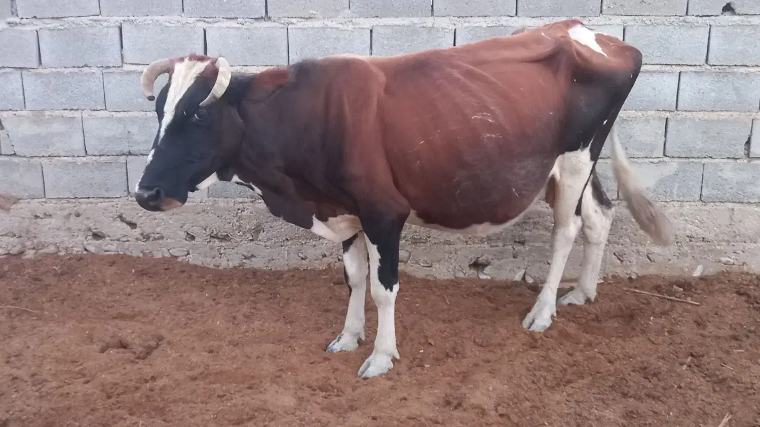 گاومحلی شیرده آرام،|حیوانات مزرعه|مراوه, |دیوار