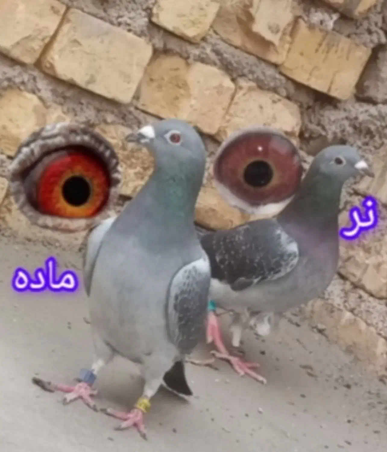 کبوتر|پرنده|داراب, |دیوار