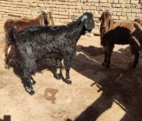 سه راس بزغاله هشت ماهه نر جهت قربانی|حیوانات مزرعه|تاکستان, |دیوار