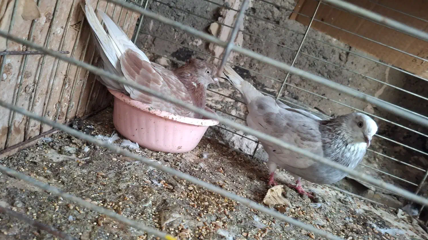 کفتر پرشی|پرنده|بندرعباس, |دیوار