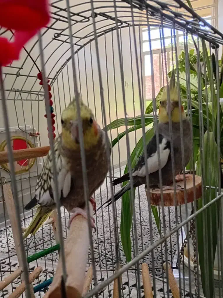 پرنده زینتی|پرنده|زرقان, |دیوار