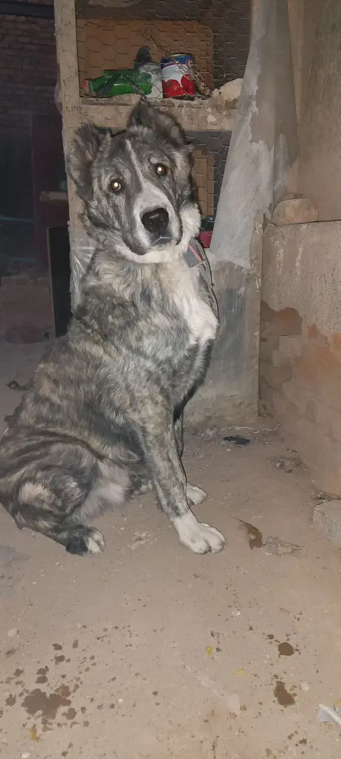 سگ آلابای|سگ|مشهد, شهید شهریاری|دیوار