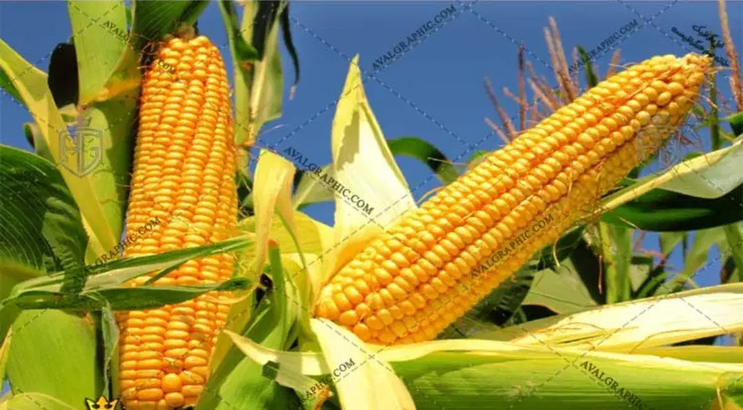 ذریت فریوشی|حیوانات مزرعه|قزوین, |دیوار