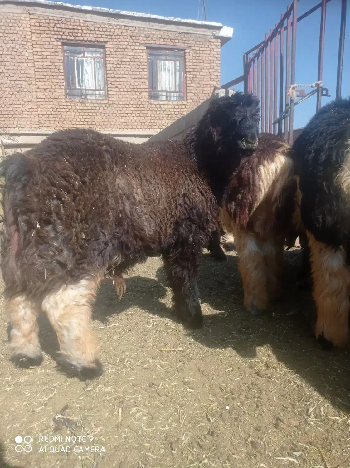 بره ریز|حیوانات مزرعه|کوهرنگ, |دیوار