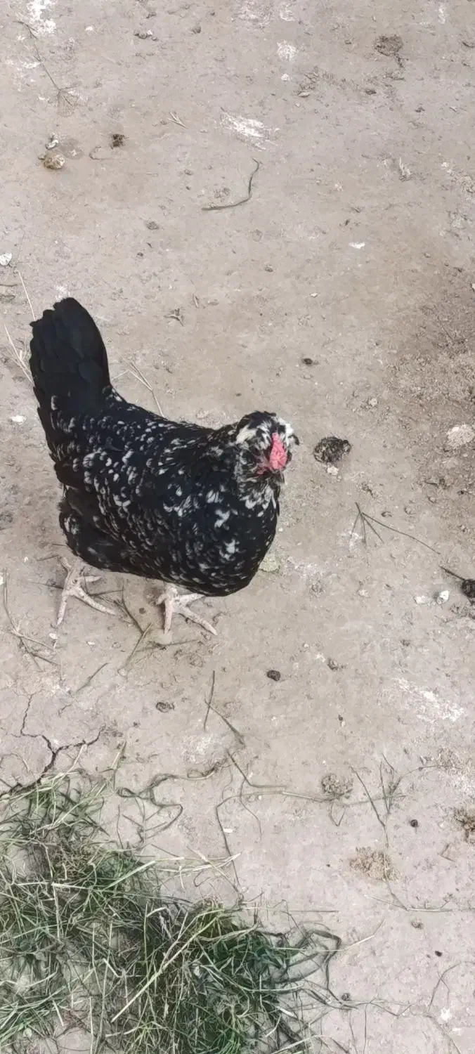 تخم مرغ گلین|حیوانات مزرعه|کلاله, |دیوار