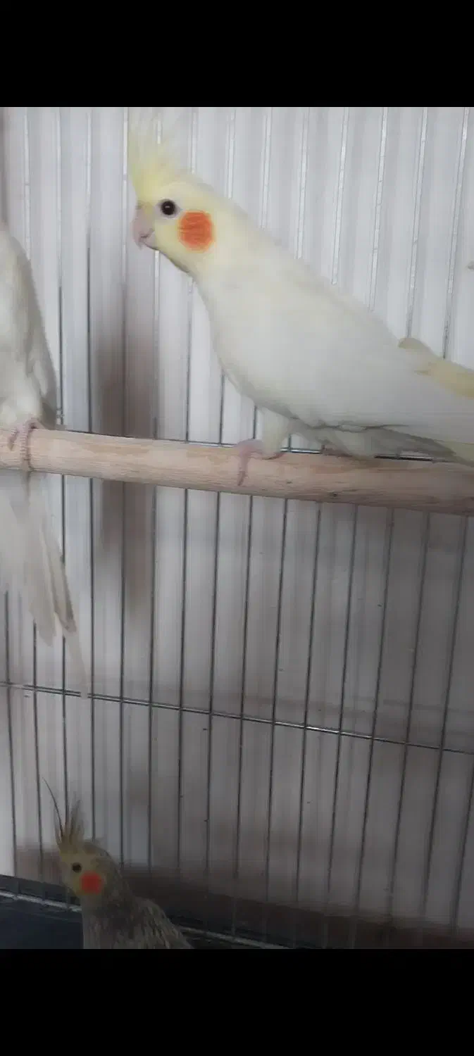 عروس هلندی ماده|پرنده|شال, |دیوار