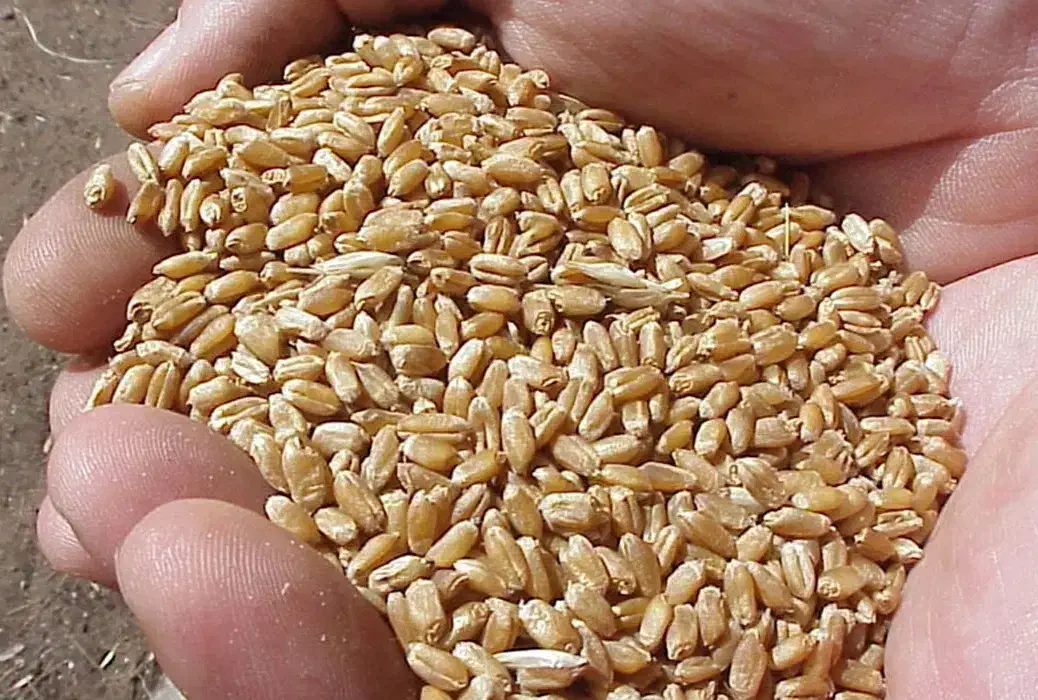 گندم|خوردنی و آشامیدنی|شاهینشهر, مورچه خورت|دیوار