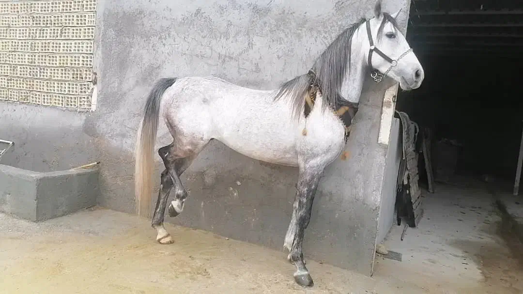 اسب ترکی|اسب و تجهیزات اسب‌سواری|لامرد, |دیوار