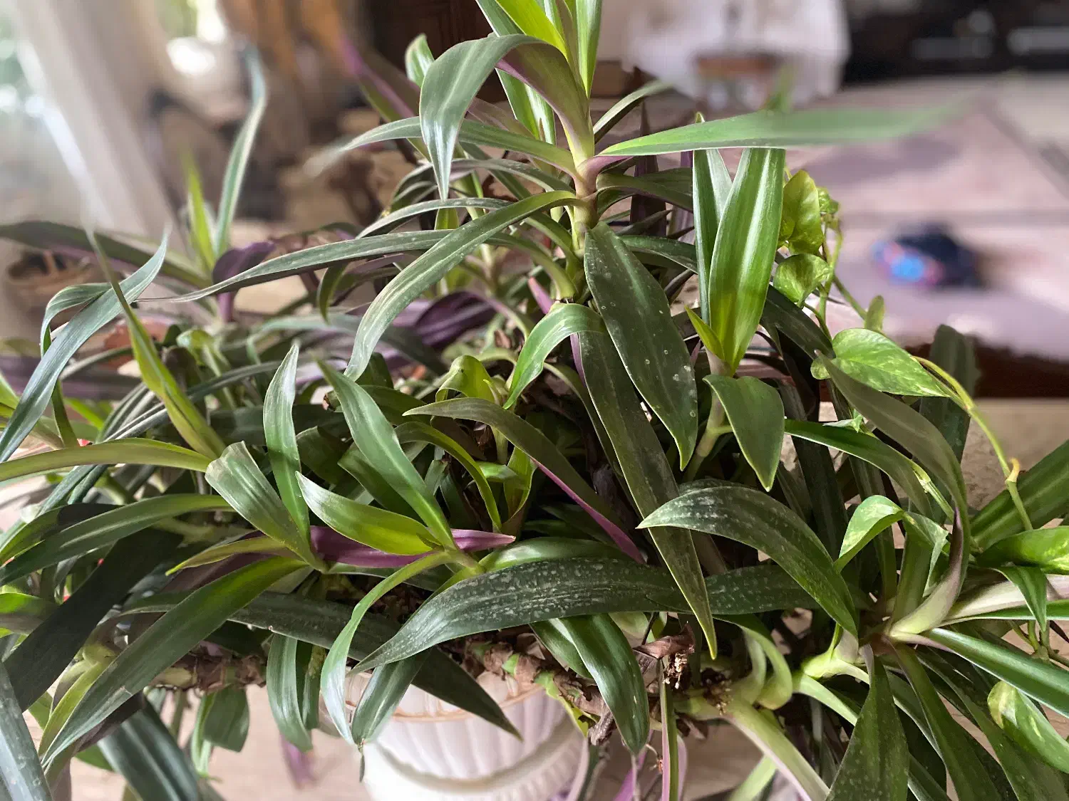 گل طبیعی|گل و گیاه طبیعی|ارومیه, |دیوار