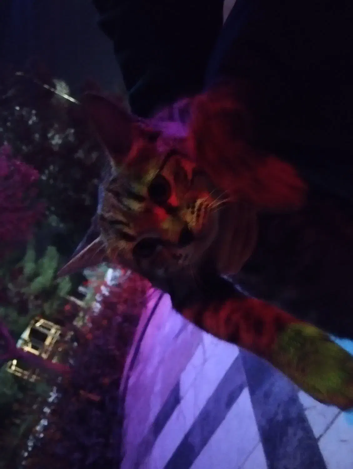 واگذاری گربه ی مصدوم|گربه|زاهدان, |دیوار