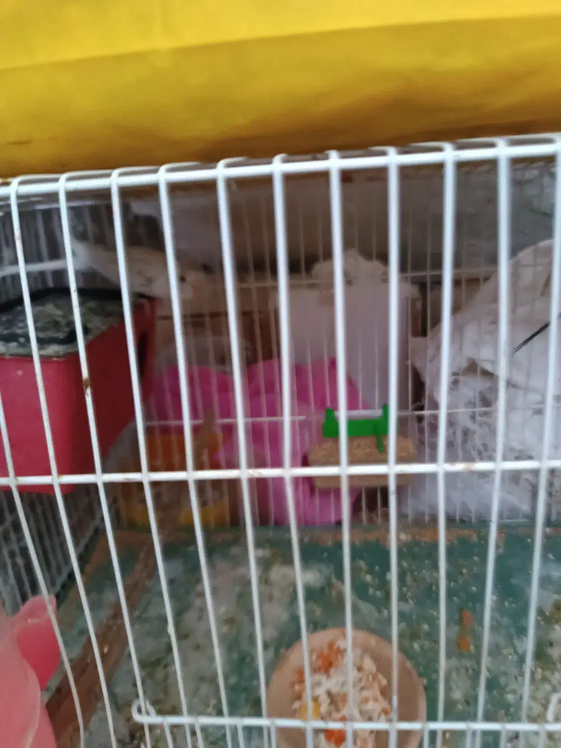 یه جفت مرغ عشق مولد|پرنده|سبزوار, باهنر|دیوار